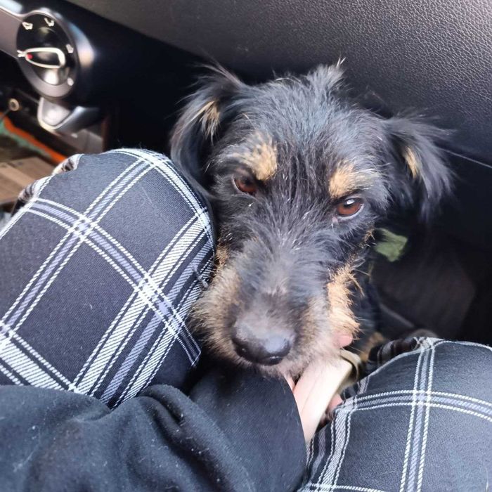 потерялась собака