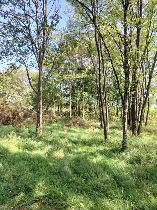 Teren de vanzare Runcu Gorj