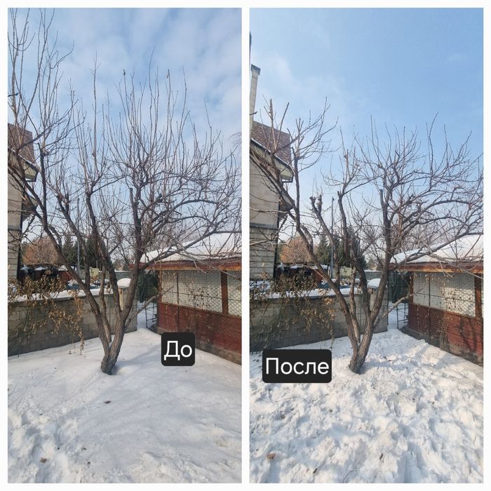 Обрезка плодовых деревьев разные!