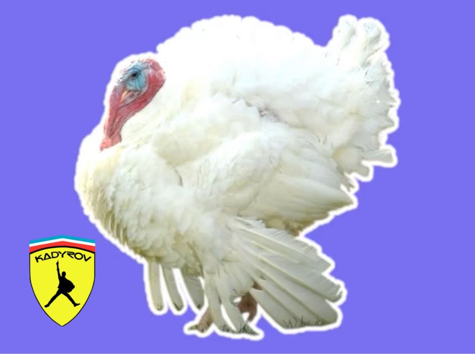 Лучший старт — инкубационные яйца хайбрид конвертер индюков