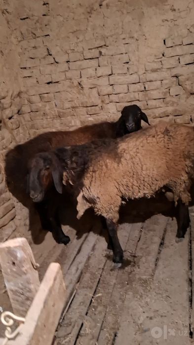 2 ta qochqor sotiladi