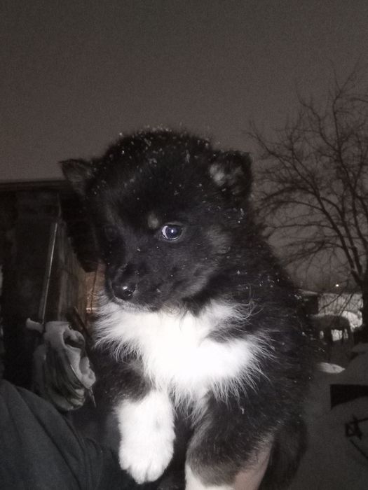 Продам щенков лайки