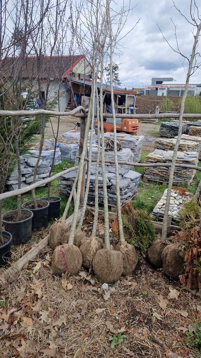 Platan artar  mesteacăn