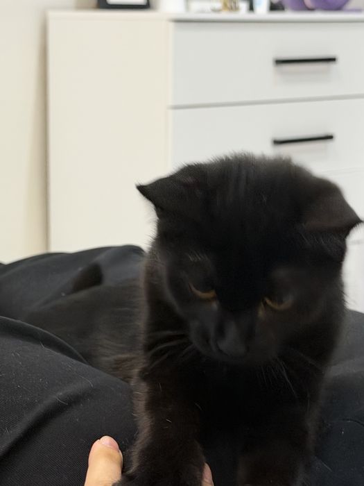 Отдадим кота в хорошие руки