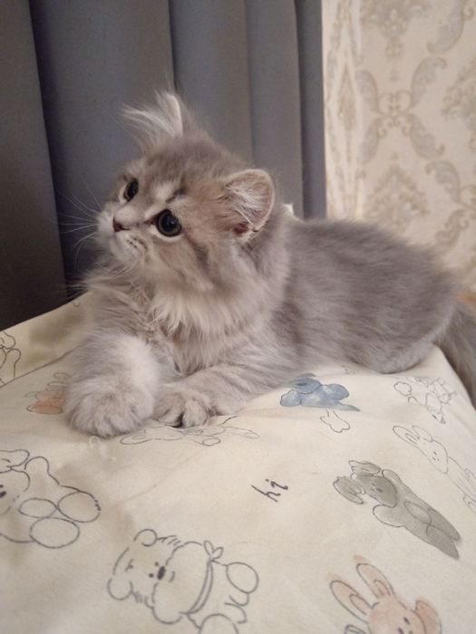 Котенок(mushukcha)