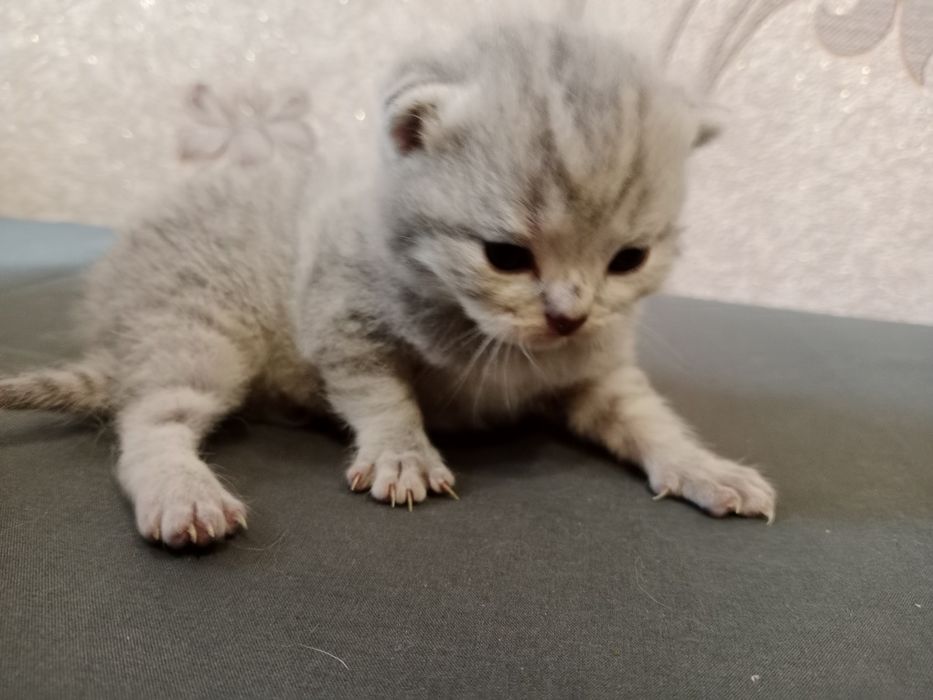 Шотландский веслоухий кот