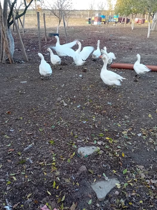 Vand gâște albe și negre