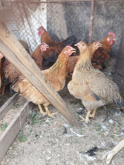 Продам куры домашние