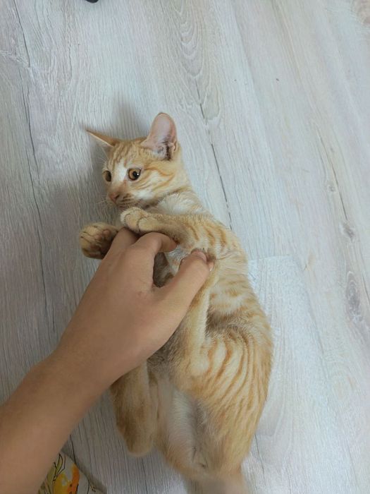 Мушук:4 ойли  киз бола