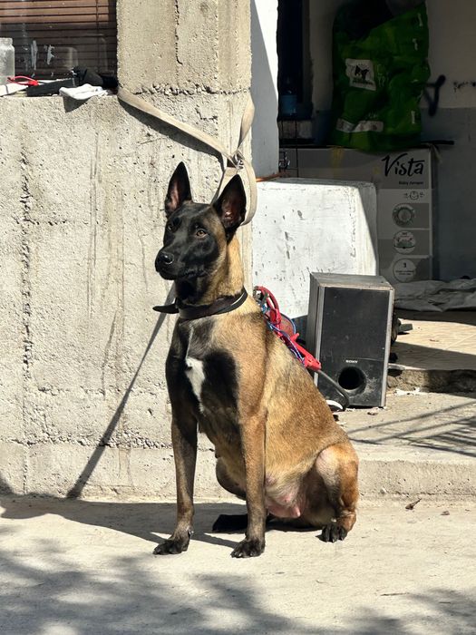 Белгийска Овчарка