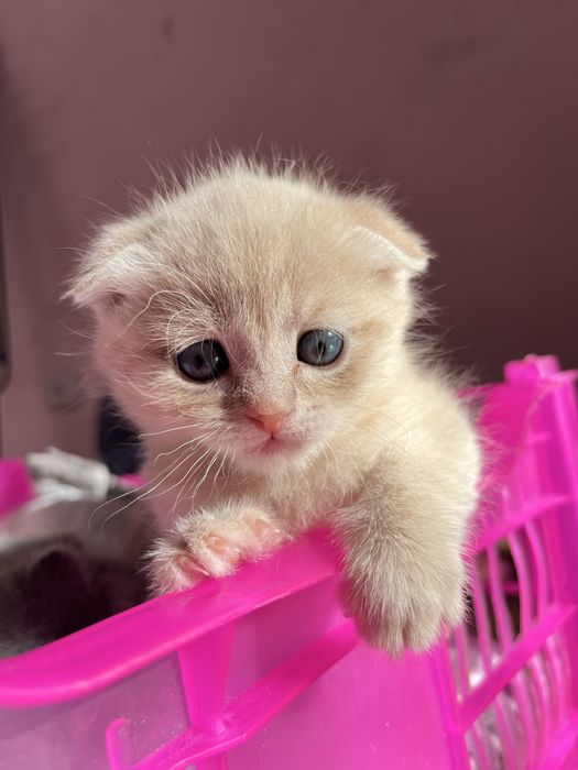 Продам шотланский висалухий