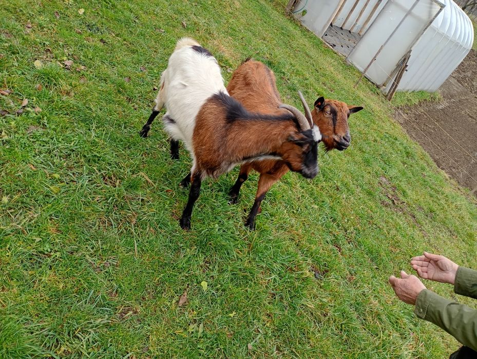 Vând capre alpin, pentru detalii la telefon