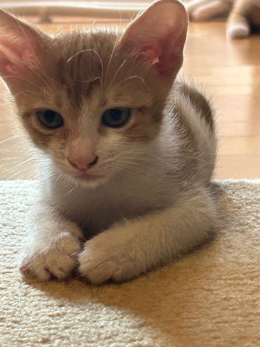 Adopții pisicute