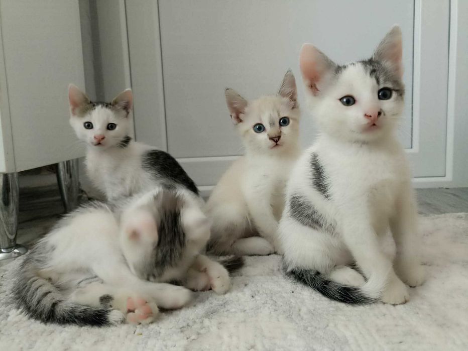 Dau spre adoptie pisoi