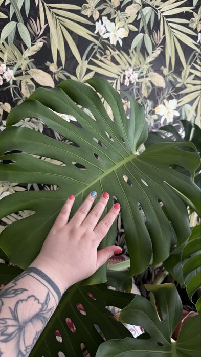 Монстера 5 стеблей