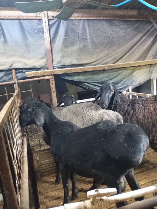 Qòchqorla sotladi yetlgan qurbonlika  zòr varyant