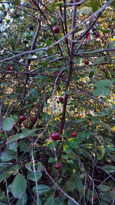 Дача в ст. Каштан