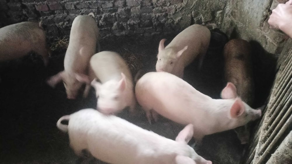 Продавам прасенца