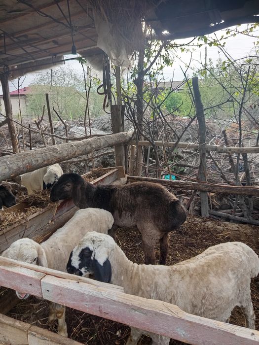 Tagal barra sotiladi