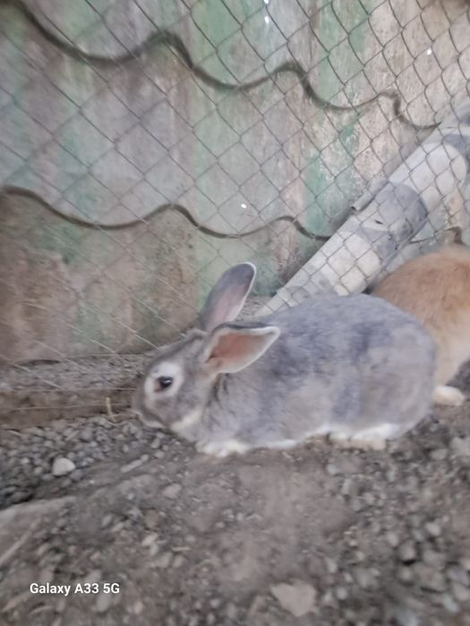 Животные кролики