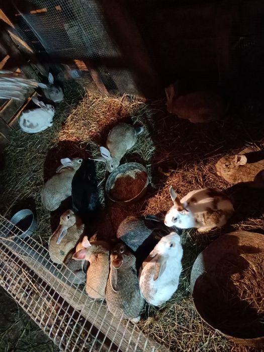 Продам кролов 3,5месяца крупные