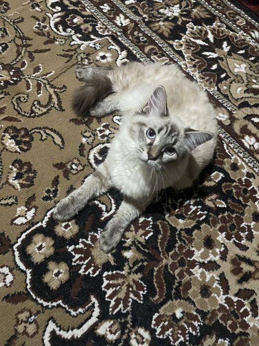 Продается кошка.