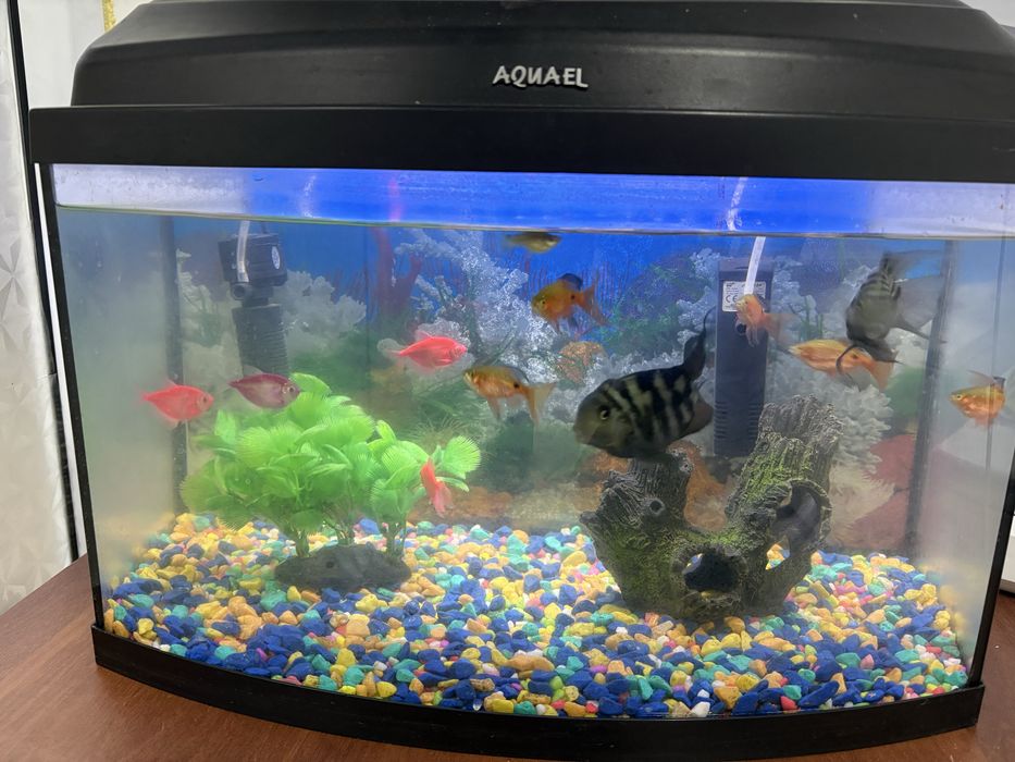 Продам Аквариум с рыбу
