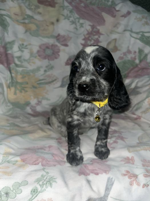 Русский охотничий спаниель