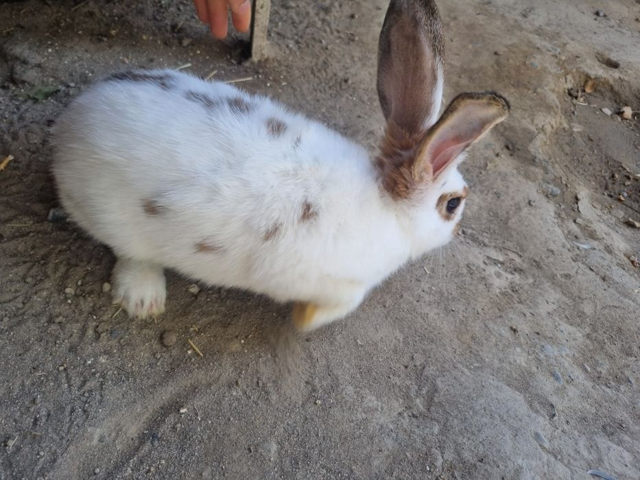 Sotiladi gibrid quyonlar yes ichishlari yaxshi