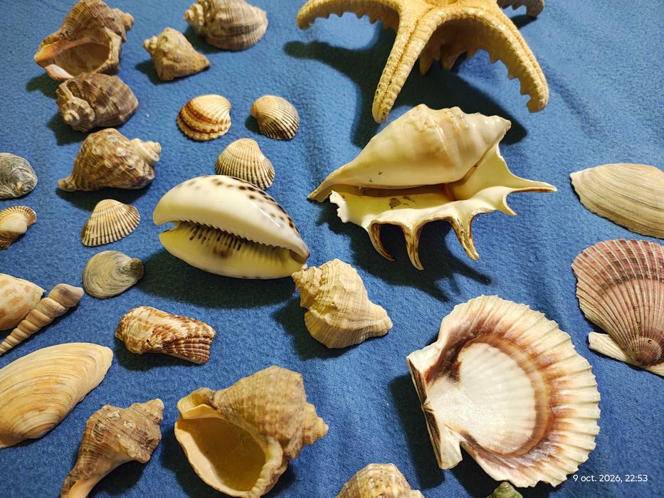 Scoici melci rapane stea mare ghioc