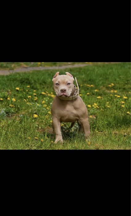 Американский Булли, щенки