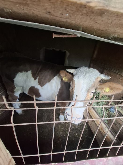 Vând vitea are 2 ani