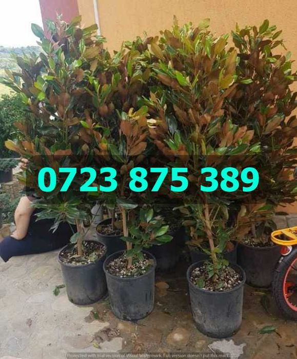 Plante Ornamentale de Calitate – Schimbare Estetică Instantanee