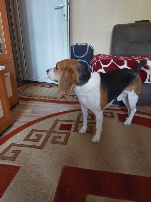 Dau spre adopție caine beagle