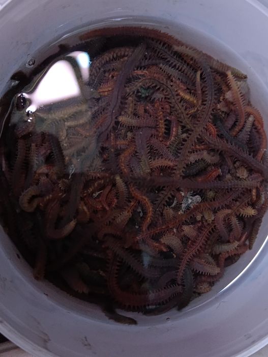 Крупные морские черви