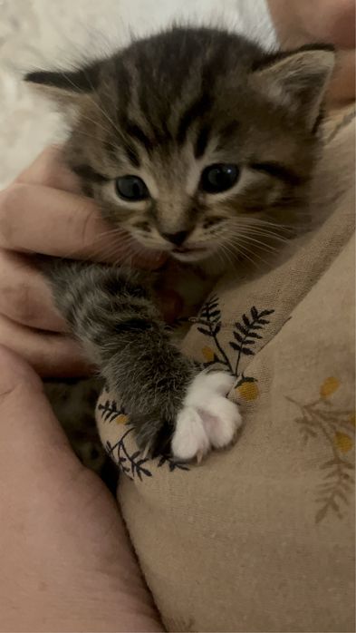 Котята//////////