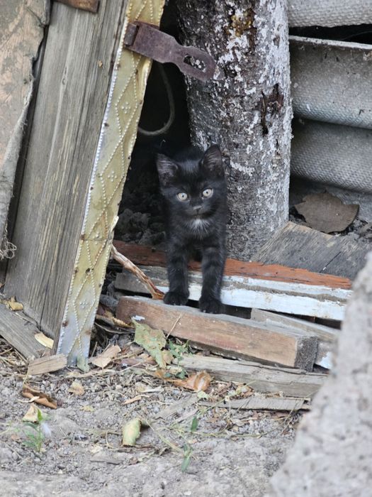 Котята породистые
