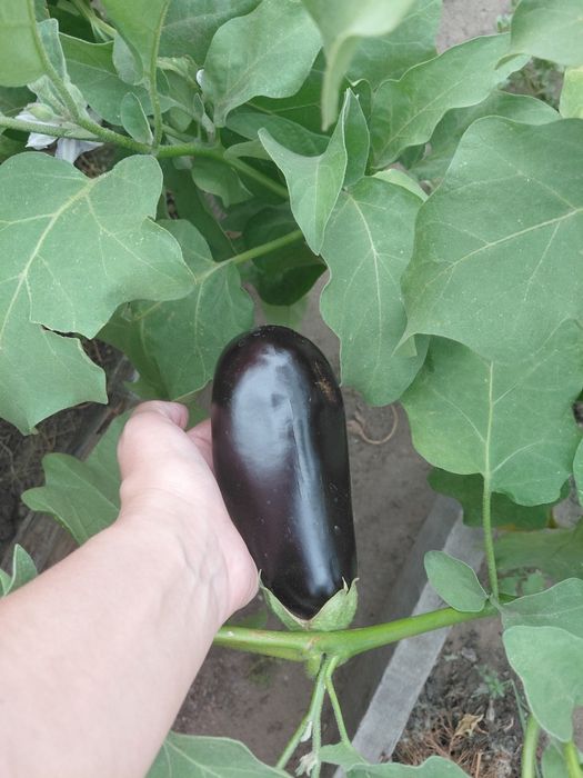 Продам овощи домашние