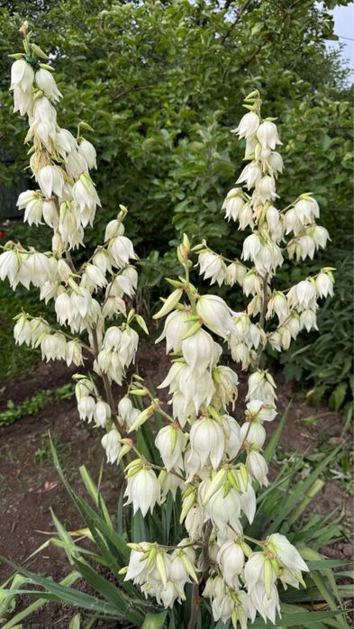 Продаю дачу 10 соток