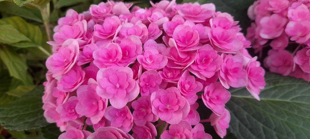 Гортензия розовая