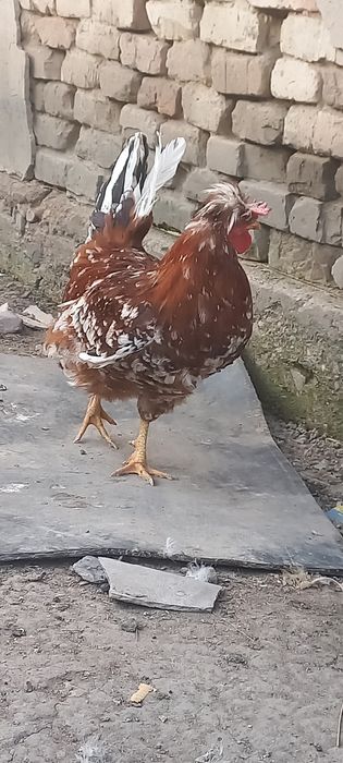 Продам семью хохлатых кур