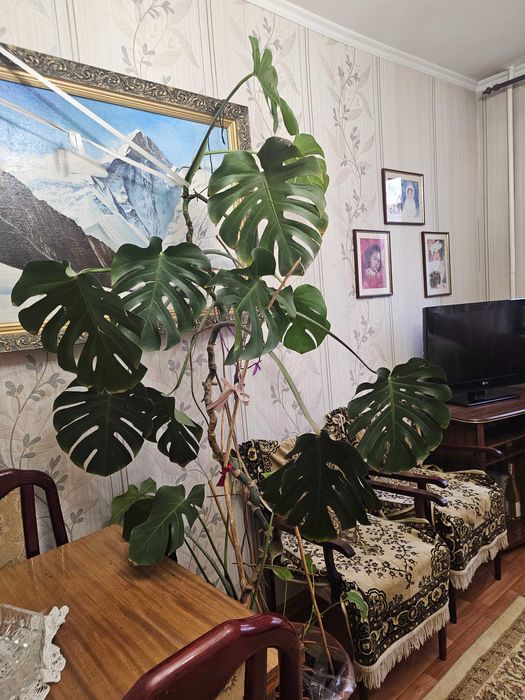 Продается Монстера