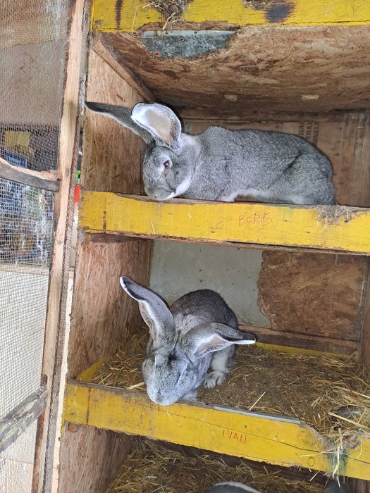 Uriaș german chinchilla pui