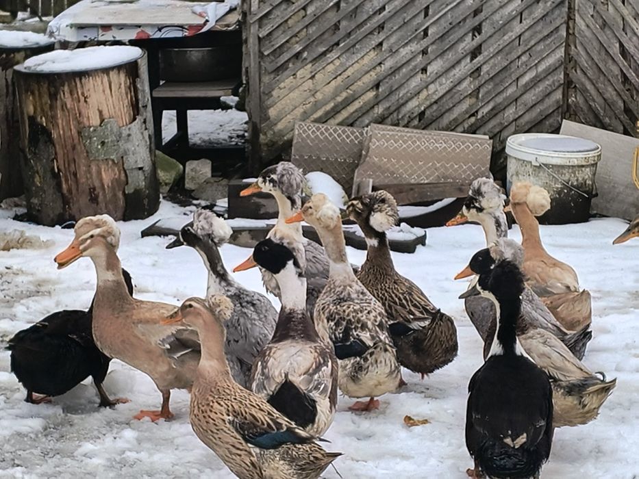 Vând oua incubat rațe românești cu moț