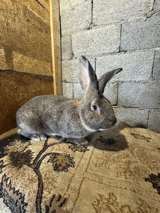 Vand Mascul Urias German