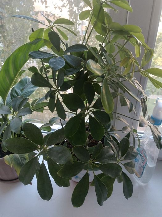 Продам комнатные цветы