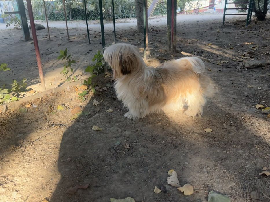 ши-тцу вязка, девочка