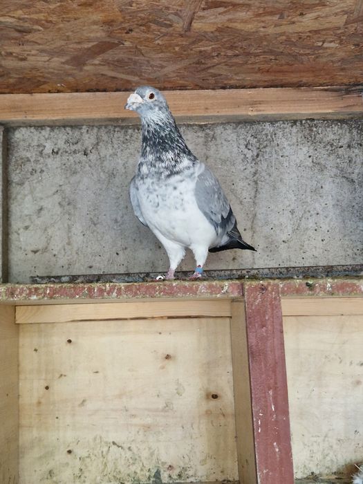 Porumbei voiajori