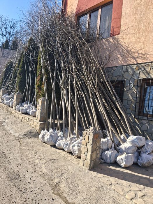 Mesteacăn tei leyladi brad verde argitiu