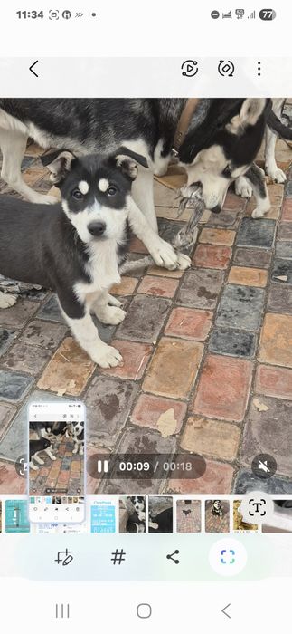 Щенки хаски  осталась  одна девочка.